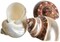 Hermit Crab Shells Turbo Shells 1 Brown, 1 Banded, & 1 White Pearlized Shell